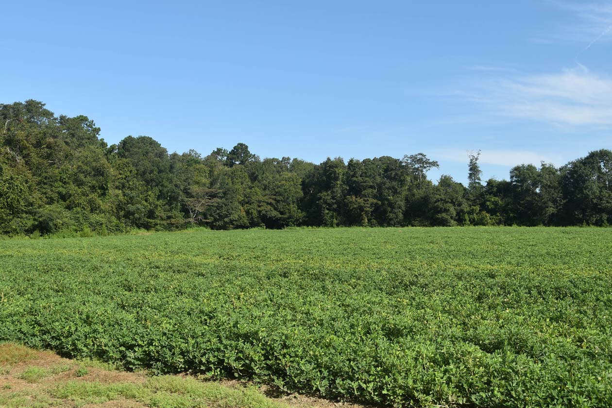 Hickey and Hobbs Farms GA For Sale Plantation Services